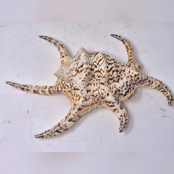 Spider Conch Sea Shell - Picture 3 of 6